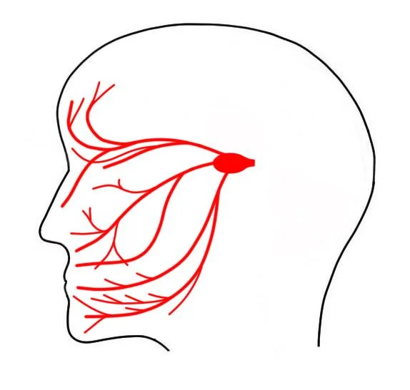Trigeminal nerve