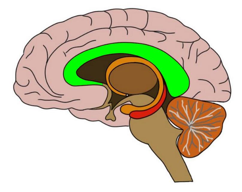 corpus callosum (in green).