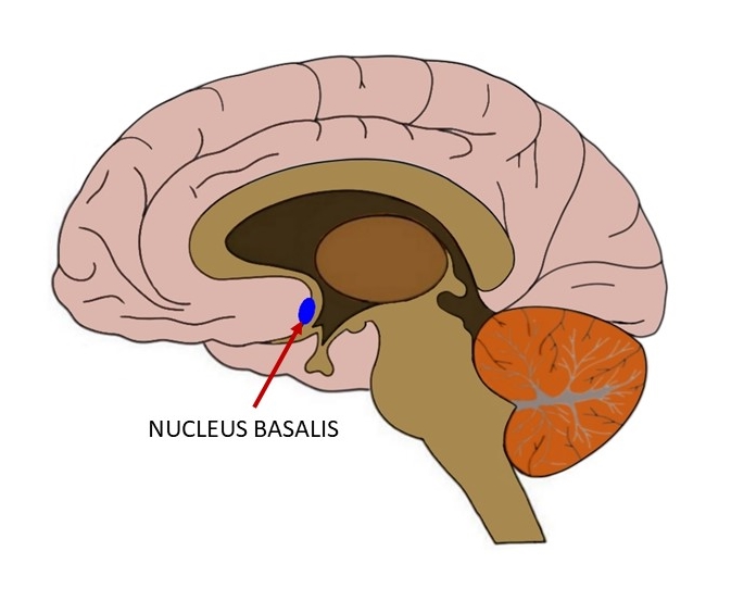 Nucleus Basalis Definition Neuroscientifically Challenged nucleus-basalis-definition-neuroscientifically-challenged