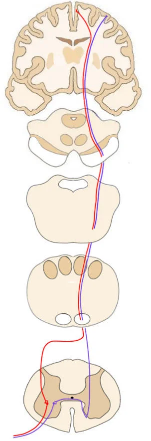 THE COLORED LINES SHOW THE PATH OF THE CORTICOSPINAL TRACT (one of the main components of the pyramidal system) FROM THE MOTOR CORTEX DOWN THROUGH THE: MIDBRAIN, PONS, MEDULLA, AND SPINAL CORD (EACH REPRESENTED BY ONE CROSS-SECTION ABOVE).