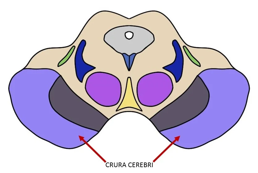 Cross-section of the rostral midbrain showing the crura cerebri (plural of crus cerebri)
