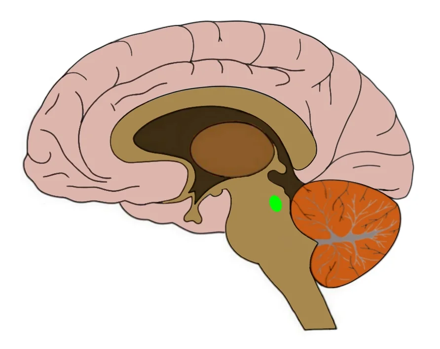 The general region of the pedunculopontine nucleus is highlighted in green above.