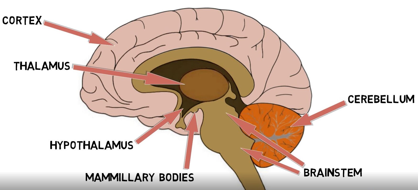 Know your brain: Hypothalamus — Neuroscientifically Challenged