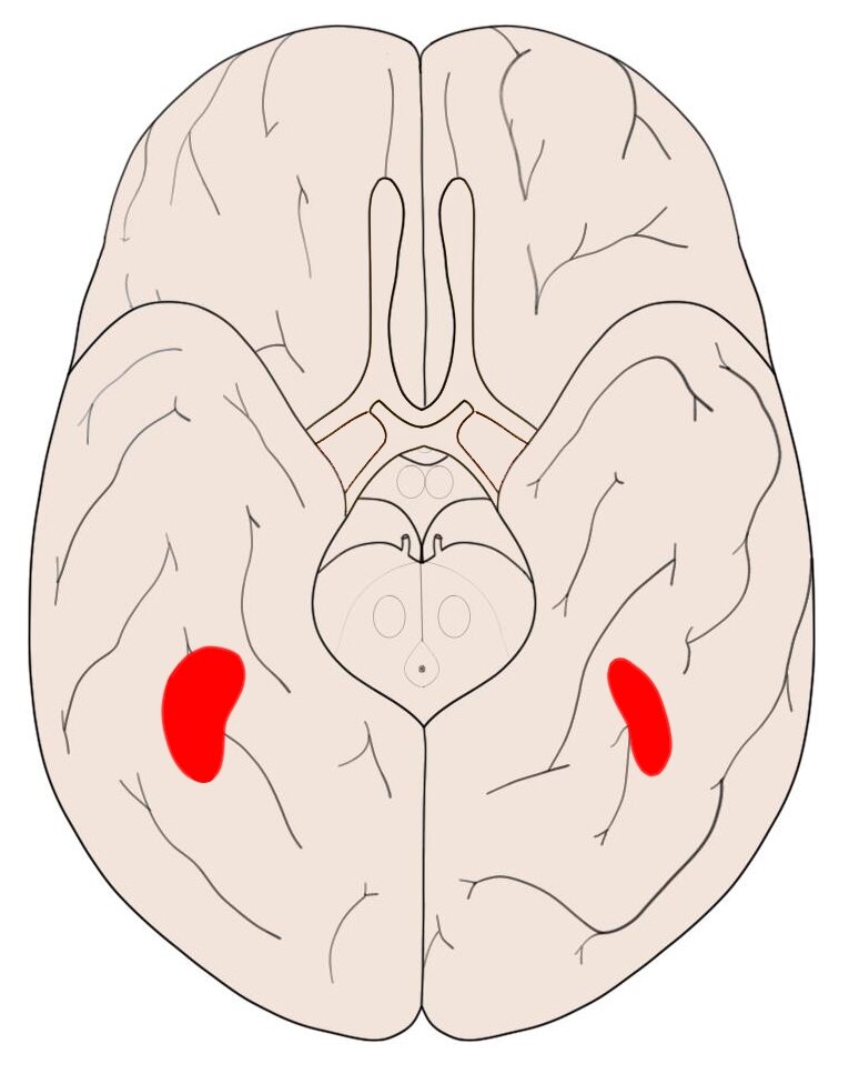 梭状回面部区域的大致位置，下视图(观察大脑的底部)。