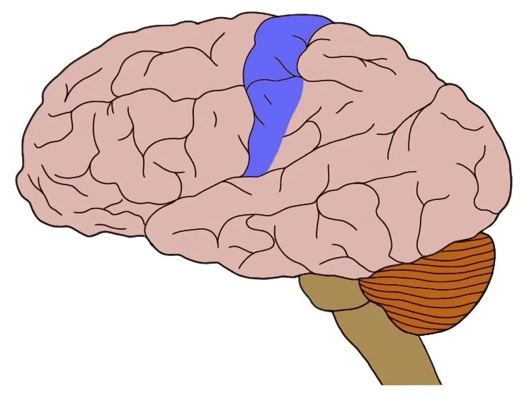 The primary somatosensory cortex (in blue).