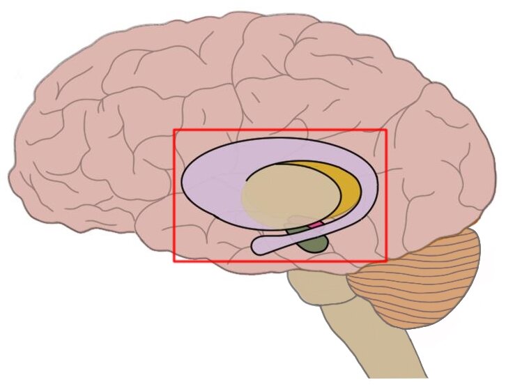 基底神经节(红色方块内)。请注意，基底神经节实际上并没有出现在大脑表面。