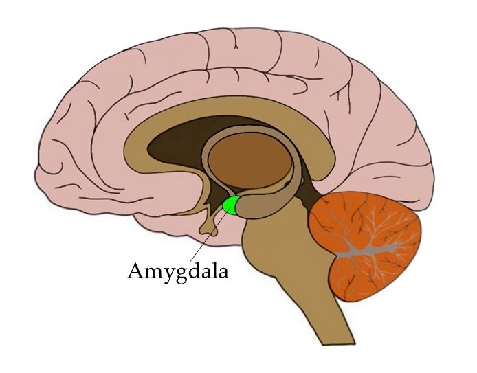 Amygdala.