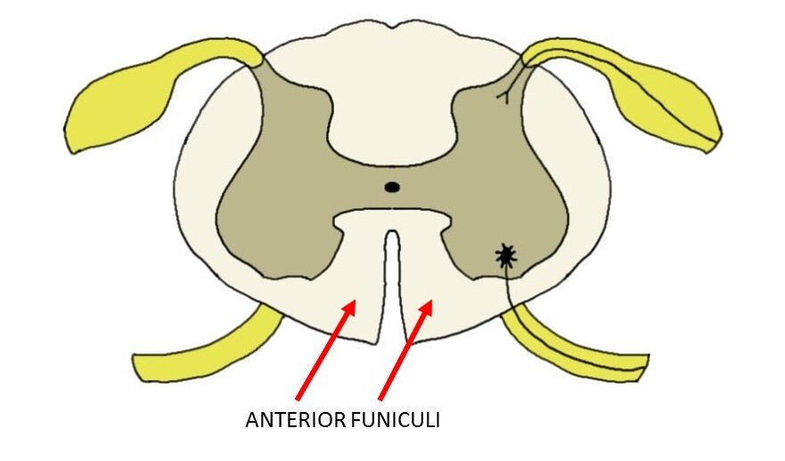 anterior funiculus.