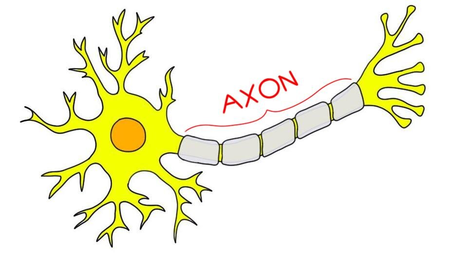 axon.jpg.