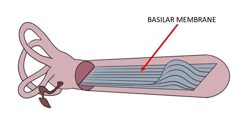 THE IMAGE ABOVE SHOWS THE COCHLEA UNROLLED TO MAKE THE BASILAR MEMBRANE EASIER TO SEE. THE BASILAR MEMBRANE IS THE ENTIRE BLUE/GREY STRUCTURE.