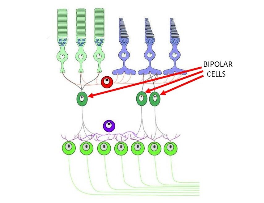 CELL LAYERS OF THE RETINA WITH ARROWS DESIGNATING BIPOLAR CELLS.