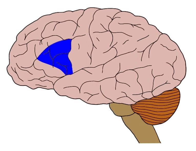 APPROXIMATE LOCATION OF BROCA’S AREA HIGHLIGHTED IN BLUE.