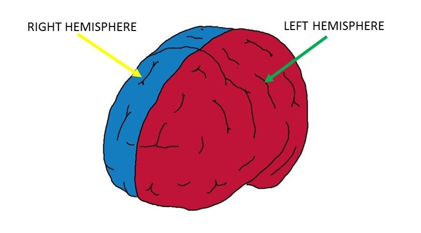 大脑半球。
