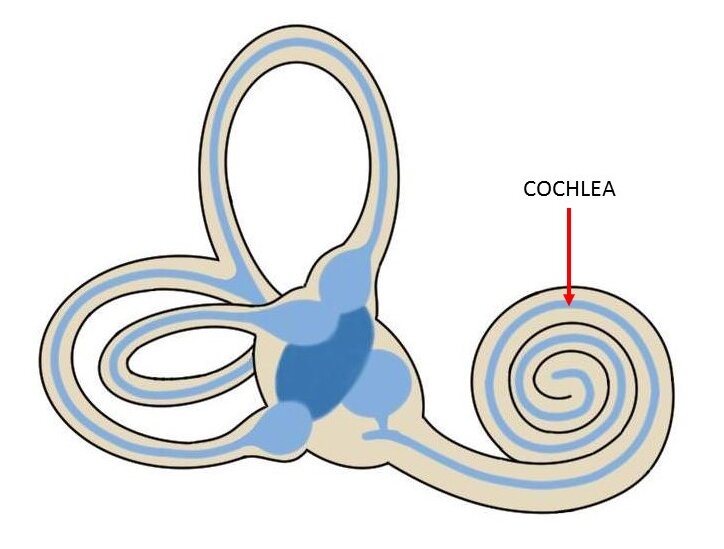 Cochlea