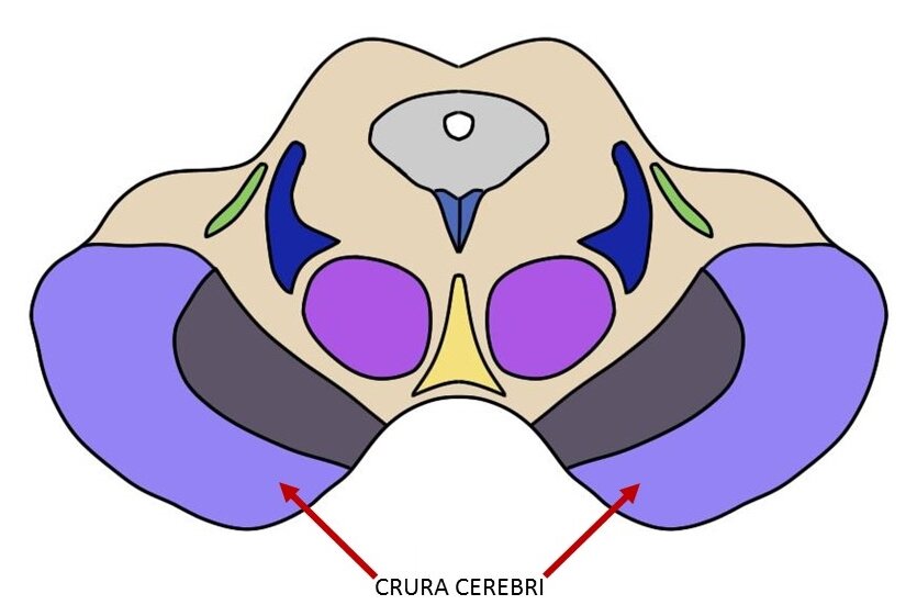 鼻子中脑的横截面显示Crura Cerebri（复数Crus Cerebri）