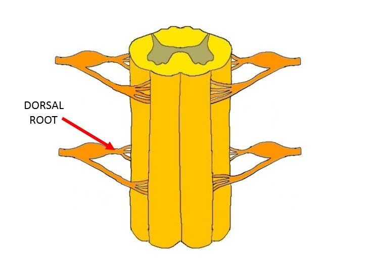 脊髓与箭头指示背根。
