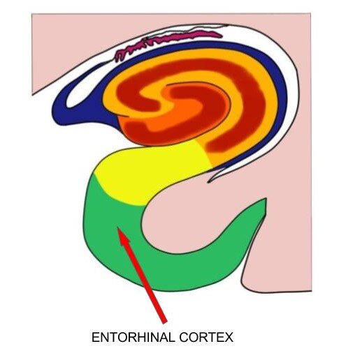 ENTORHINAL CORTEX INCLUDED IN THE HIPPOCAMPAL FORMATION.