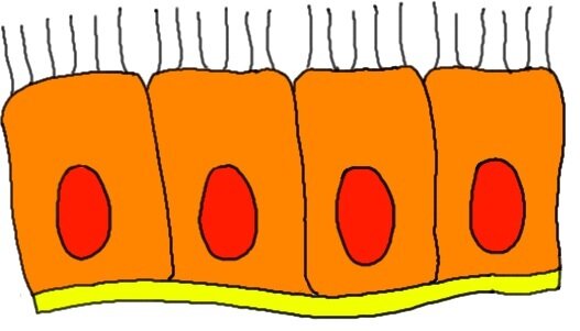 室管膜细胞。