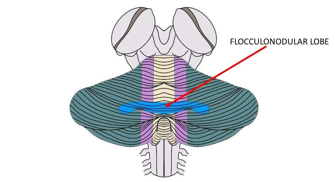 Flocculodular叶片是上面的蓝色区域。