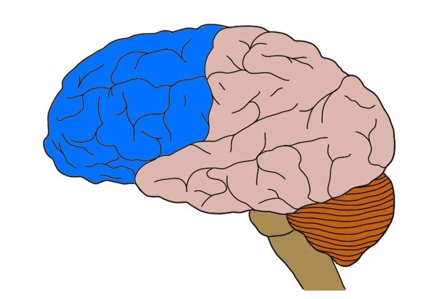 Frontal lobe definition — Neuroscientifically Challenged