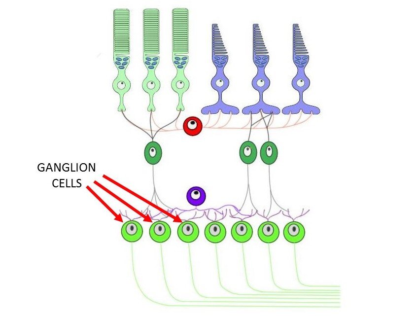 视网膜的细胞层，具有指定少量神经节细胞的箭头。标记细胞右侧的其他细胞也是神经节细胞。