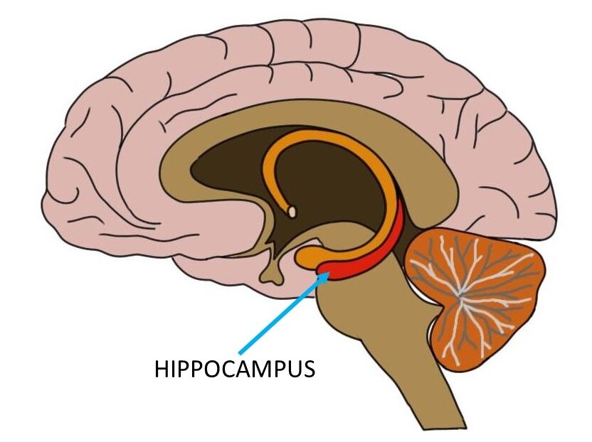hippocampus.jpg.