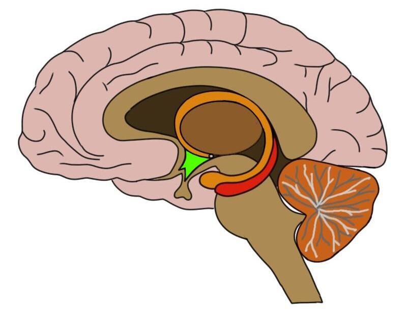 THE HYPOTHALAMUS IS COLORED GREEN IN THE IMAGE ABOVE.