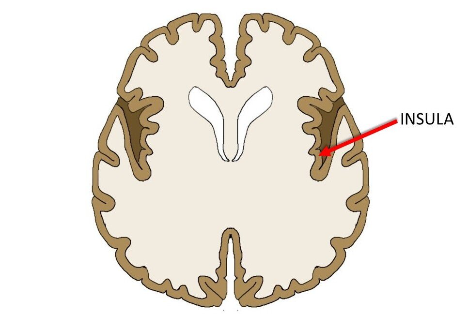 脑岛在水平的大脑切片上。