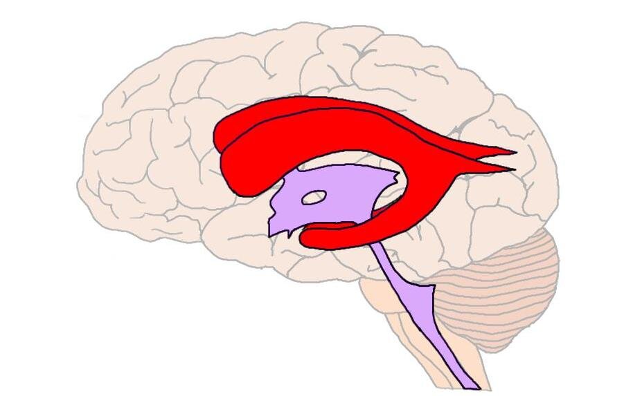 LATERAL VENTRICLES (IN RED).