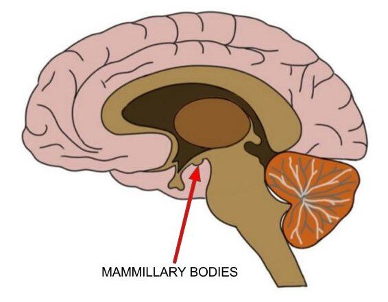 mammillary bodies