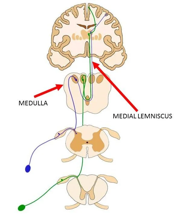 Medial lemniscus definition — Neuroscientifically Challenged