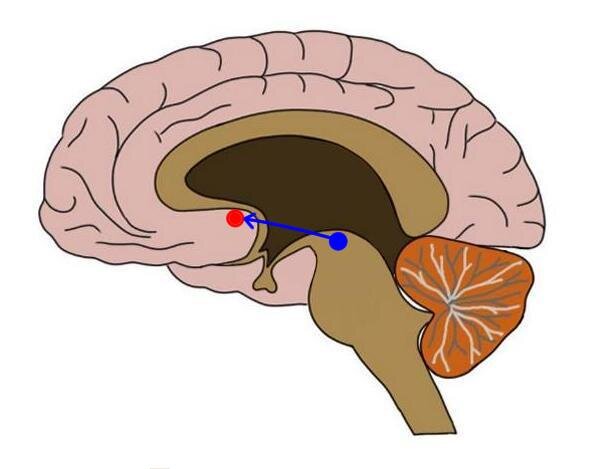 腹侧引物区域（蓝点）和核常压（红色点）之间的连接，其是培养基多巴胺途径的主要部分。