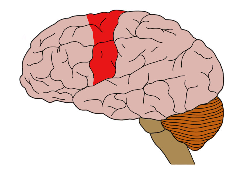MOTOR CORTEX (IN RED).