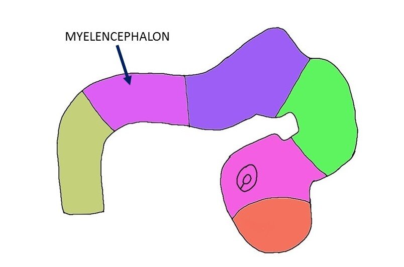 myelencephalon