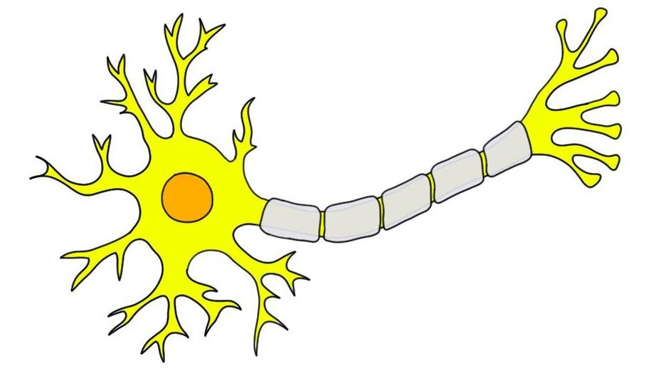 神经元：典型结构