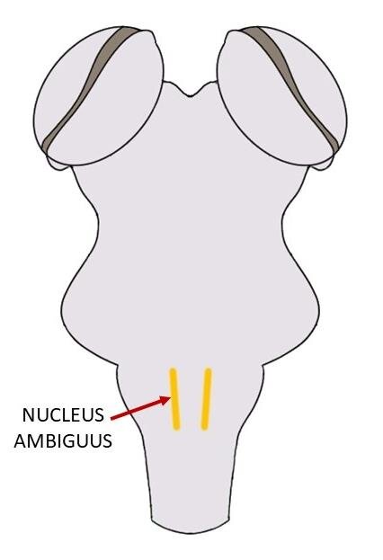 nucleus ambiguus.