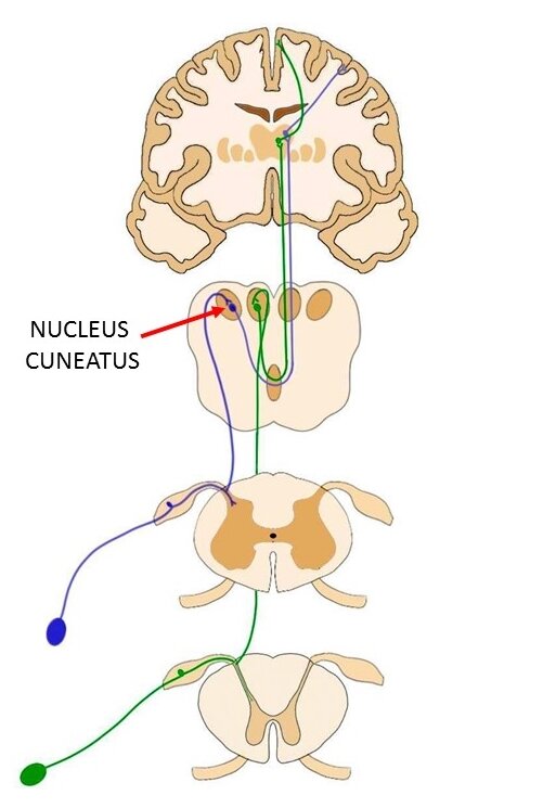 nucleus cuneatus.