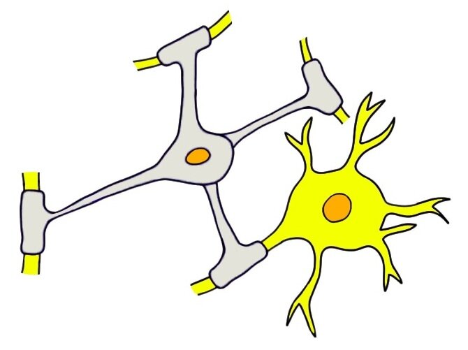 OLIGODENDROCYTE (GREY CELL) MYELINATING THE AXONS OF MULTIPLE NEURONS.