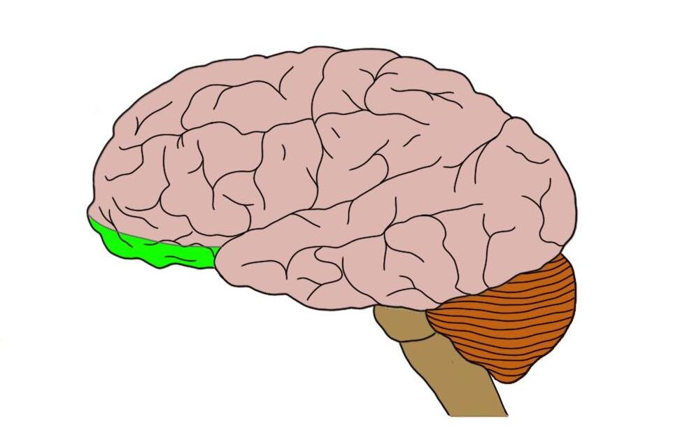 Orbitofrontal Cortex（绿色）。