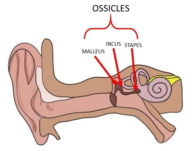ossicles.