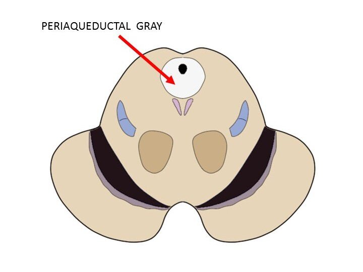 periaqueductal gray