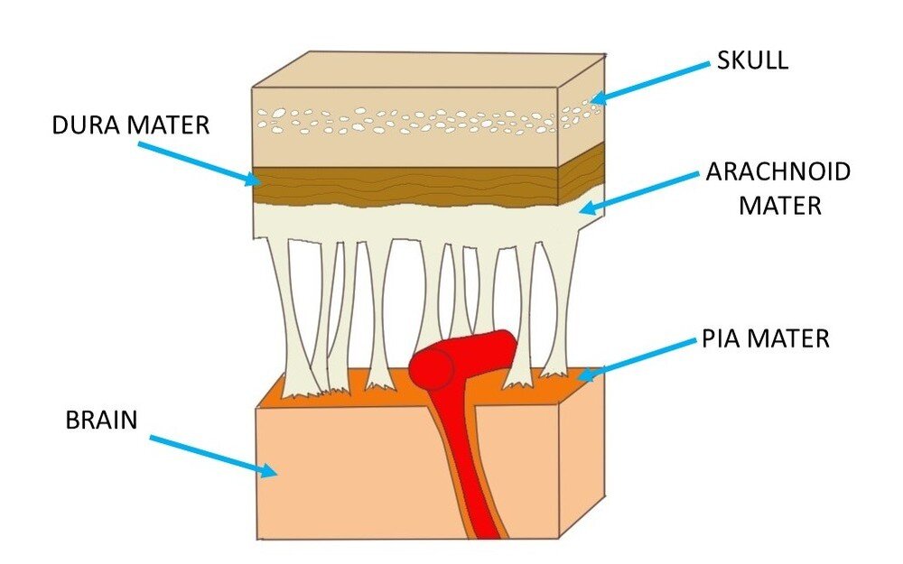 A CLOSE-UP VIEW OF THE MENINGES.