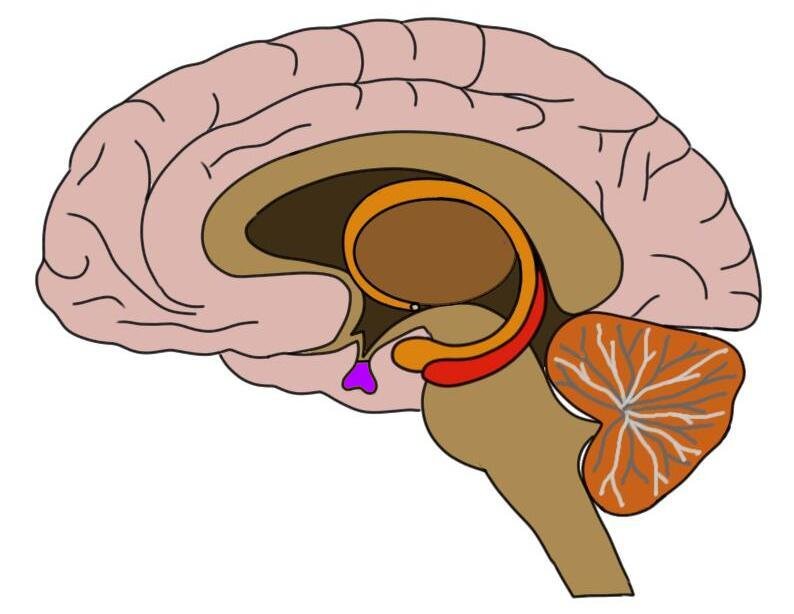 THE PITUITARY GLAND IS COLORED PURPLE IN THE IMAGE ABOVE.