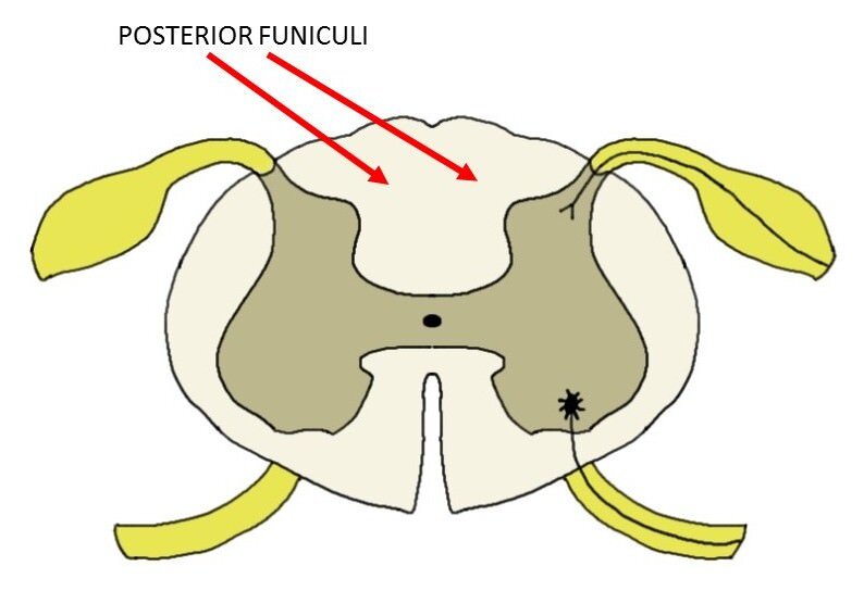 posterior funiculus.