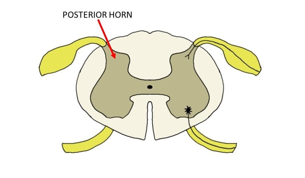 POSTERIOR HORN OF THE SPINAL CORD.