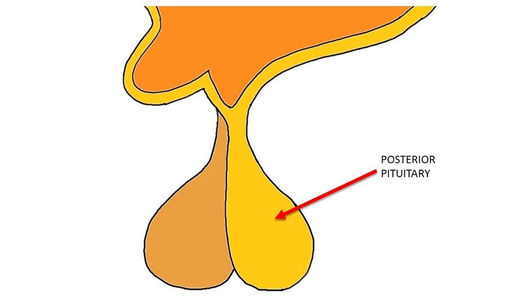 posterior pituitary.