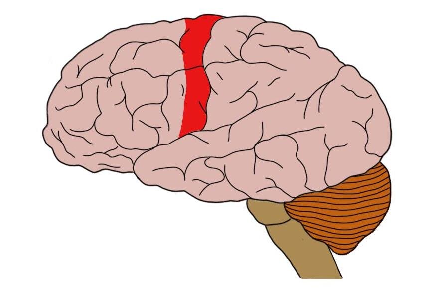 PRIMARY MOTOR CORTEX (IN RED).