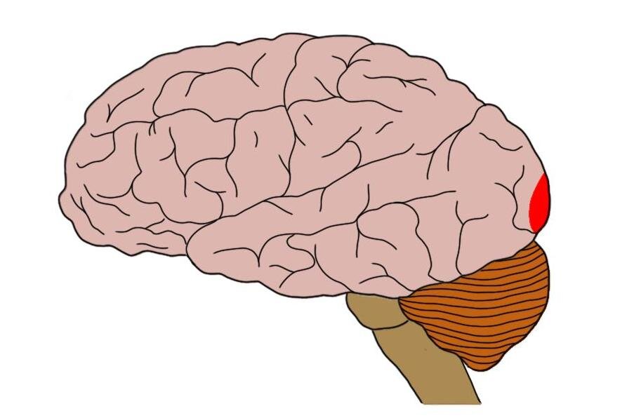 主视觉皮质由大脑背面的小红色区域表示。