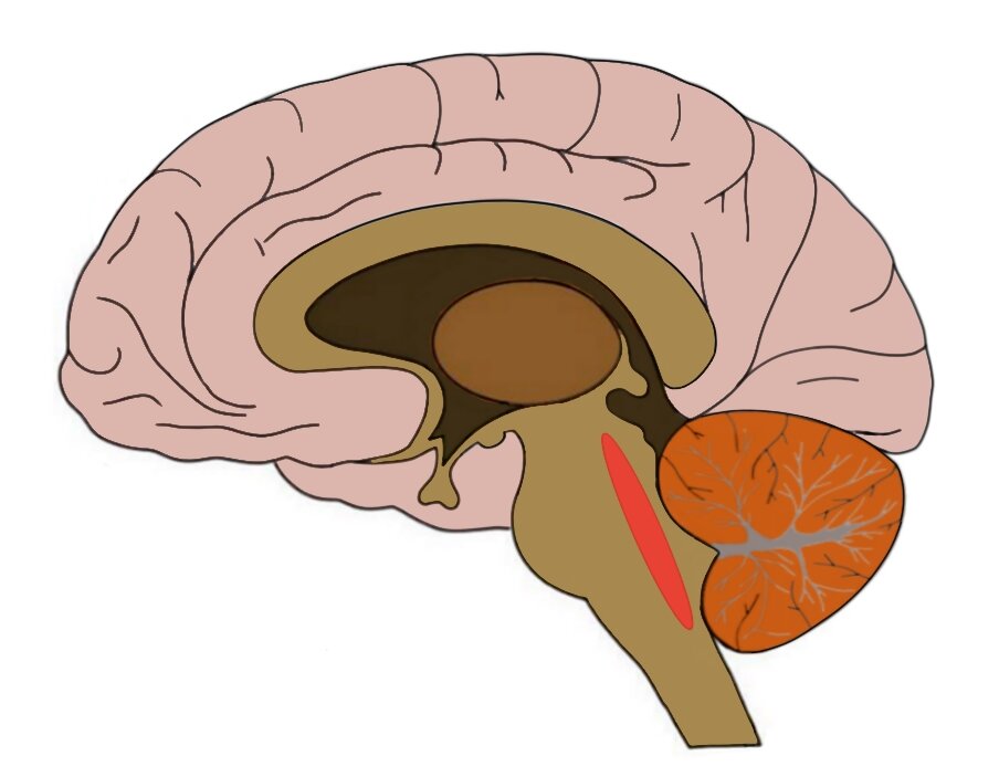 THE GENERAL REGION OF THE RETICULAR ACTIVATING SYSTEM IS HIGHLIGHTED IN RED.