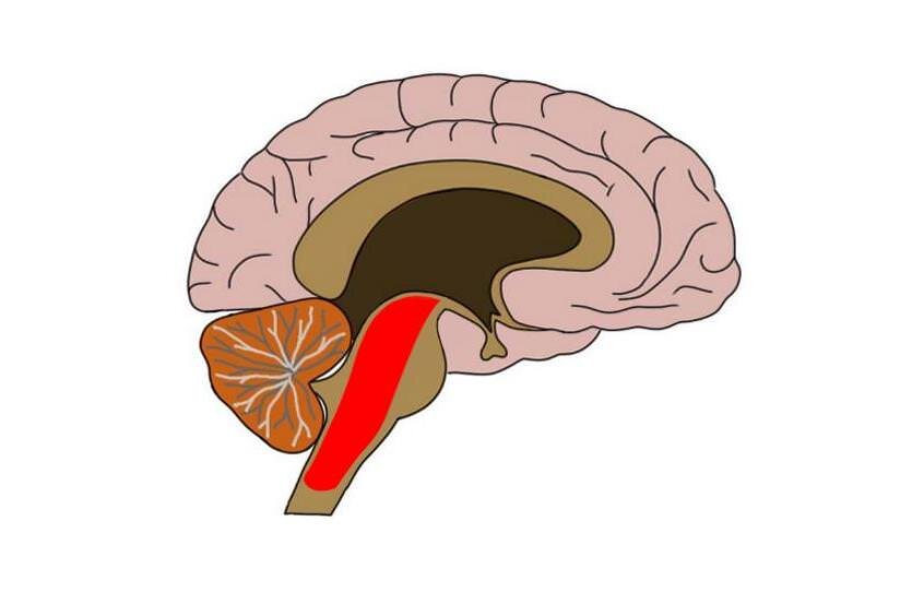 RETICULAR FORMATION (IN RED).